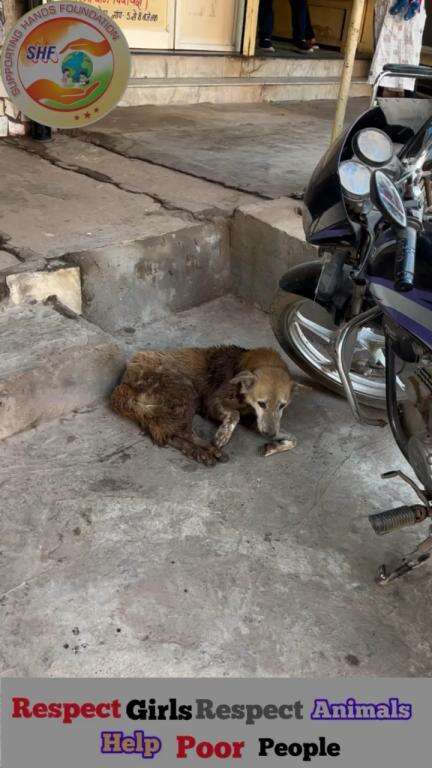 सब ने हार मानी मैंने हार नहीं मानी 🙏🏻
में पूरी कोशिश कर रहा हु  

#apsgurjar #help #viral #support #dog