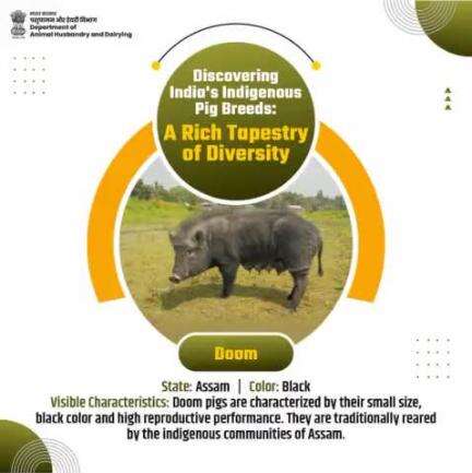 Doom pigs from Assam are known for their small size and prolific breeding. A cherished breed among the indigenous communities.
#DoomPigs #IndigenousBreeds #AssamHeritage #SustainableFarming #AtmanirbharBharat