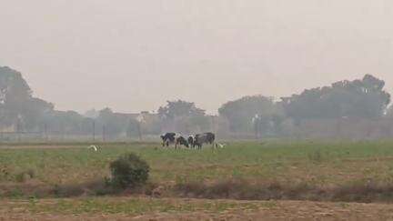 मूरतगंज क्षेत्र में किसानों के फसलों पर डाका डाल रहे बेसहारा गोवंश, प्रशासन इस ओर ध्यान नहीं दे रहा है