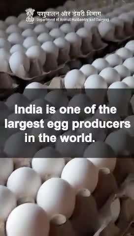 Did you know? Andhra Pradesh contributes nearly 18% of India’s eggs!
Explore the numbers and appreciate the dedication of Indian egg producers. #EggProduction #ProteinPower