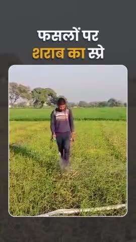 Gehun Me Daru Spre Kar Rahe Kisaan #Daru 😂 #viral #2025 #viral #video #Ratlam #Madhya_Pradesh