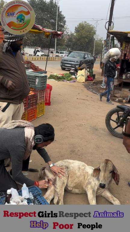 हर जगह काट लिया हे गौ माता के बच्चे को 🥺
.
.
Respect Girls help poor help animals 
 #apsgurjar #cow #gwalior #support