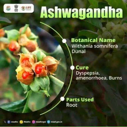 #MissionLiFE #ChooseLiFE #ProPlanetPeople
Medicinal Plants for a better life!  Learn about Ashwagandha and its incredible uses. 
#railminindia 
#moefcc