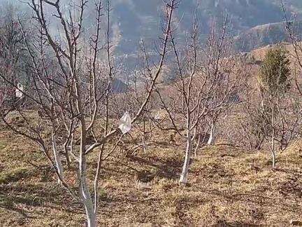 Rohru me apple cutting time  me @ rjkuldeep thakur and my friends  🎀🍎🍎