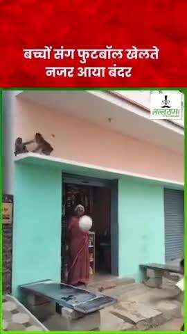 Bandar Ji football khel rhe hai bacchon ke sath 😂 #2025 #video #viral