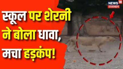 Gujarat Lion News : स्कूल में चहलकर्मी करती दिखी Lioness | Gujarat School News | Lioness | Latest