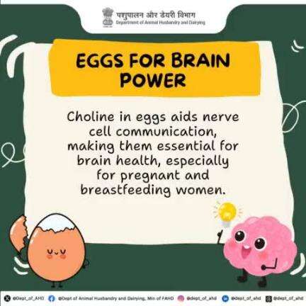 Boost your brainpower with eggs! 
Rich in choline, eggs support nerve communication and cognitive health. Essential for moms-to-be and everyone else!
#egg #protein #healthyfood #poultry