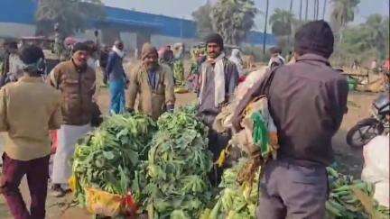 बाढ़: गोभी के भाव गिरने से बाढ़ प्रखंड के किसानों को हुआ भारी नुकसान