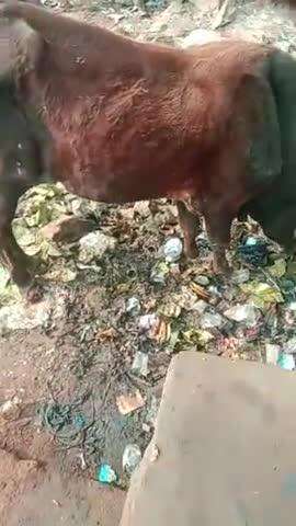 Harihar colony ke samne shriman Nagar Palika Adhikari kripya Dhyan den Adhikari yahan per bah bahut gandgi ho chuki hai