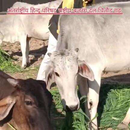 गौ सेवा अंतर्राष्ट्रीय हिन्दू परिषद् राष्ट्रीय बजरंग दल चितौड़ गढ़ के बजरंगियों की ताजा हरि घास गौ सेवा में डाली