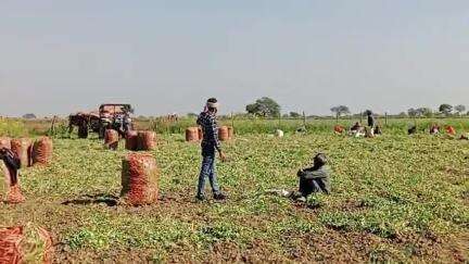 आज ग्राम लादूपुरा में मटर टूट गया ध पर मांग भरते हुए