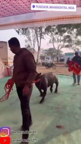 Worlds mini buffalo in hindustan 🐃 #2025 #video #viral