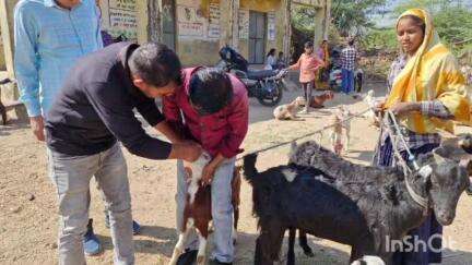 सिरोही: केरला पादर में आयोजित एक दिवसीय पशु स्वास्थ्य शिविर, कई पशुओं का किया गया उपचार