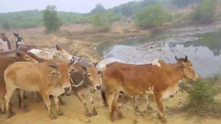 बरकानी गांवों में ग्रामीण ने अवैध पशु कारोबार को मना करने पर जोर, कहा इतनी भरी संख्या में आयात वर्जित है