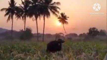 ಕನಕಗಿರಿ: ಕರಡೋಣದ ಜಮೀನಿನಲ್ಲಿ ಕಾಣಿಸಿಕೊಂಡ ಕಾಡುಕೋಣ ಸೆರೆ