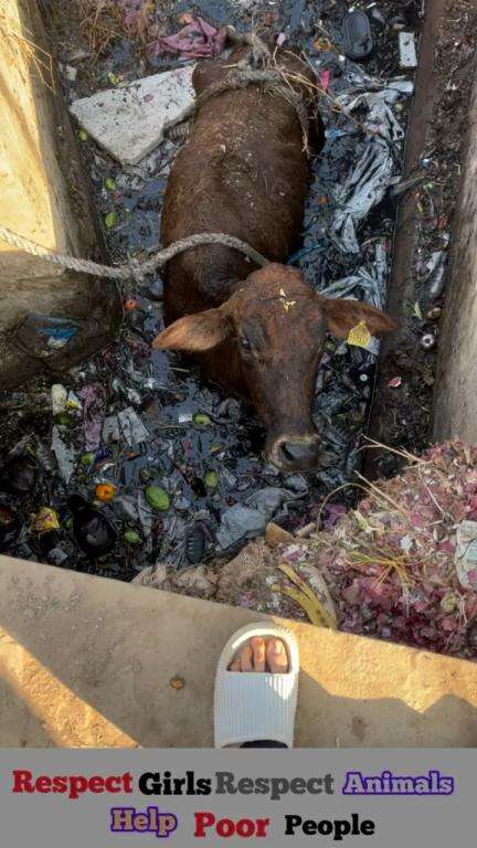 गौ माता को बाहर निकाल लिया गया है 🙏🏻

Respect Girls help poor help animals 

#apsgurjar #help #cow #jcb