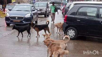 ಮುಂಡಗೋಡ: ಪಟ್ಟಣದಲ್ಲಿ ಮೂರು ಮಕ್ಕಳ ಮೇಲೆ ಬೀದಿ ನಾಯಿ ದಾಳಿ, ಗಂಭೀರ ಗಾಯ