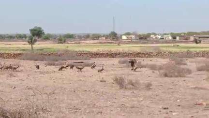गरोठ: गांधीसागर अभ्यारण में प्रदेश-व्यापी गिद्ध गणना 2025 के तीन दिवसीय अभियान का हुआ समापन