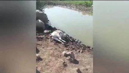 किनवट: आप्पारावपेठ गावाजवळ ट्रकच्या धडकेत बैलगाडी पुलावरून पाण्यात कोसळली; एका बैलाचा मृत्यू
