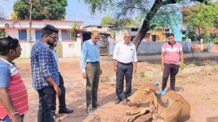 मुंगेली: जिला एवं सत्र न्यायालय के पास लावारिस बीमार मवेशी का त्वरित उपचार किया पशु चिकित्सा विभाग ने