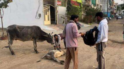 इसके कान में छेद पुठे में पीप निकल रही 😔 

Respect Girls help poor help animals 

#apsgurjar #help #viral #support #cow #gwalior