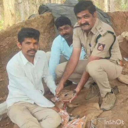 ಮುಂಡಗೋಡ: ಶಿಂಗನಳ್ಳಿ ನರ್ಸರಿ ಬಳಿ ನಾಯಿ ದಾಳಿಗೊಳಗಾಗಿದ್ದ ಜಿಂಕೆ ಮರಿ ರಕ್ಷಣೆ