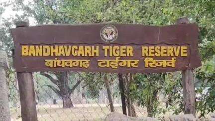 मानपुर: दो खेप में 12 गौर पहुंचे बांधवगढ़ टाइगर रिजर्व, उप संचालक ने दी जानकारी