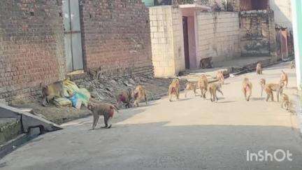 बिजनौर: मंडावर के मोहल्ला शाह विलायत में बंदरों के झुंड ने लोगों पर किया हमला, घर में घुसकर लोगों ने बचाई जान