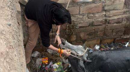 आपके सहयोग से मैंने इसे गाये गटर से बाहर निकाला। 🙏🏻

Respect Girls help poor help animals 

#apsgurjar #support