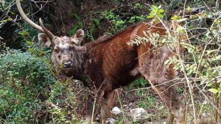 कपकोट: बघर गांव में एक बारासिंघा झाड़ियों में फंस गया, पूर्व क्षेत्र पंचायत सदस्य शेर सिंह बिष्ट ने वन विभाग को दी जानकारी