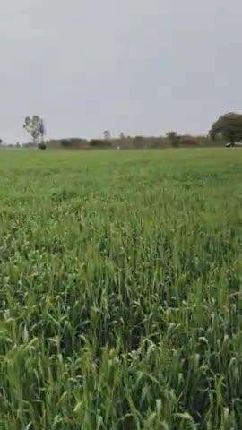gram Dak rasulpur mein Neem ke ped mein dudh Nikal Raha Hai video viral