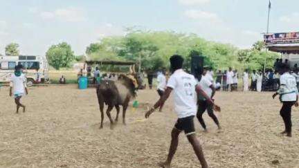 முதுகுளத்தூர்: கீழத்தூவல் கிராமத்தில்  நடைபெற்ற வடமாடு மஞ்சுவிரட்டு போட்டியில் மாடுமுட்டி  6 பேர் காயம்