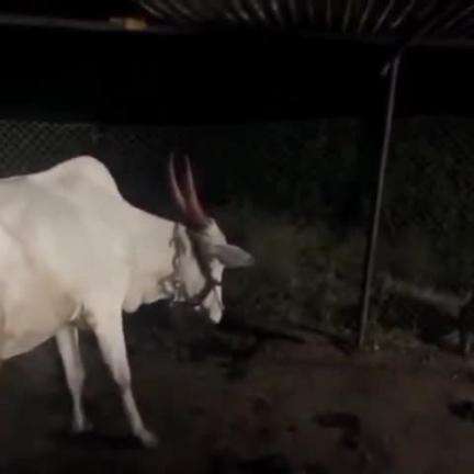 ಜೇವರ್ಗಿ: ಸೊನ್ನ ಗ್ರಾಮದಲ್ಲಿ ಚಿರತೆ ಪ್ರತ್ಯೇಕ್ಷ ವಿಡಿಯೋ ವೈರಲ್, ವೈರಲ್ ವಿಡಿಯೋ ನಮ್ಮ ಜಿಲ್ಲೆದಲ್ಲ.. ನಗರದಲ್ಲಿ ಅರಣ್ಯ ಇಲಾಖೆ ಸ್ಪಷ್ಟನೆ