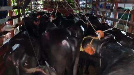 ಭಟ್ಕಳ: ತಾಲ್ಲೂಕಿನ ಶಿರಾಲಿ ಚೆಕ್ ಪೋಸ್ಟ್‌ನಲ್ಲಿ ಅಕ್ರಮವಾಗಿ ಕೋಣ ಸಾಗಿಸುತ್ತಿದ್ದ ಲಾರಿ ವಶಕ್ಕೆ, 15 ಕೋಣಗಳ ರಕ್ಷಣೆ
