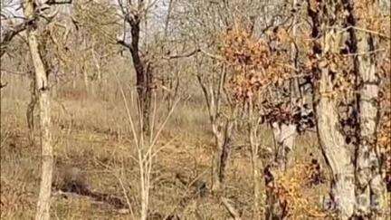 बाड़ी: नगर के सिंघोरी अभ्यारण में बाघ दिखा, वीडियो हुआ वायरल