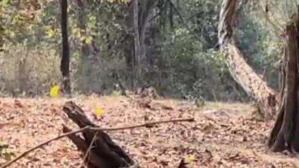 भामरागड: कवंडे पोलिस स्टेशनजवळ माओवाद्यांनी पुरुन ठेवलेले स्फोटक साहित्य पोलिसांनी केले नष्ट