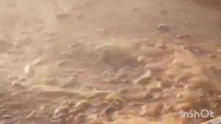 திருமங்கலம்: பெருமாள் கோவில்பட்டியில் கரும்பாறை முத்தையா கோவிலில் ஆண்கள் மட்டும் பங்கேற்கும் பிரம்மாண்ட அசைவ திருவிழா