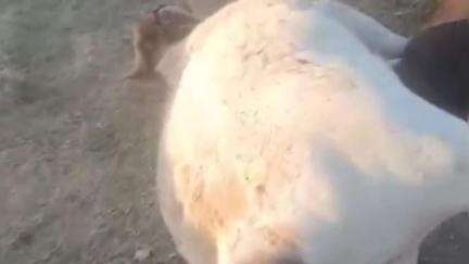 जवा: गौ माता की रक्षा के लिए शासन और प्रशासन मौन भाषण और कागजी कार्रवाई तक ही सीमित, गौ रक्षा में कोई ठोस कदम नहीं