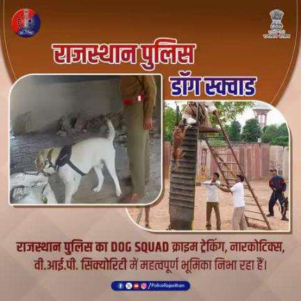 #डॉग_स्क्वायड: राजस्थान पुलिस की सशक्त शाखा।

प्रशिक्षित डॉग्स द्वारा विस्फोटकों, मादक पदार्थों और संदिग्ध गतिविधियों का पता लगाकर पुलिस की कार्रवाई में महत्वपूर्ण सहयोग प्रदान करते है।