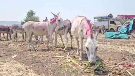 पाथर्डी: मढी येथे कानिफनाथ यात्रेनिमित्त भरला गाढवांचा बाजार