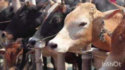 ब्रह्मपूरी: ब्रह्मपुरी येथे 16 गोव़ंश  सह 21 लाख 28 हजार रुपयांचा मुद्देमाल पोलिसांनी केला जप्त . 4 आरोपी विरुद्ध  गुन्हा दाखल
