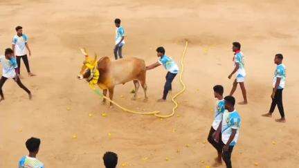 திருப்புவனம்: பூமாரியம்மன் கோவில் திருவிழாவை முன்னிட்டு திருப்புவனம் புதூர் பகுதியில்
வடமாடு மஞ்சுவிரட்டு போட்டி