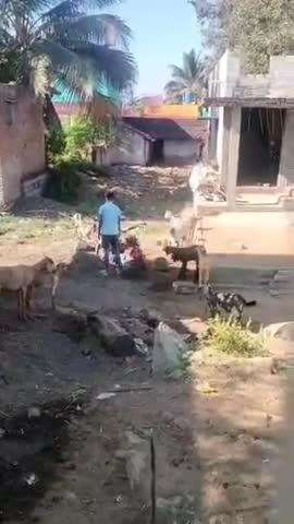 அணைக்கட்டு: சந்தைமேடு காளியம்மன் கோவில் தெருவில் மது போதையில் தாயை அடித்துக் கொடுமை செய்யும் மகன், சமூக வலைதளங்களில் வைரலாகும் வீடியோ
