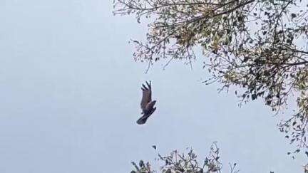 ஏரல்: கணேசபுரம் பகுதியில் பட்டம் விடும் நூலில் சிக்கிய பருந்தை பத்திரமாக மீட்ட தீயணைப்பு துறையினர்