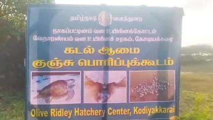 வேதாரண்யம்: கோடியக்கரை கடல் ஆமை முட்டை பொரிப்பகத்தில்  ஆமையின்  முட்டைகளில் இருந்து இன்று வெளிவந்த 50 ஆமைக்குஞ்சுகளை வனத்து றையினர் கடலில் விட்டனர்