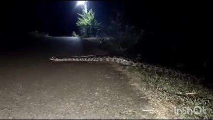 ಕುಂದಾಪುರ: ಪಟ್ಟಣದ ಆನೆಗಳ್ಳಿ ಸಮೀಪ ರಸ್ತೆ ದಾಟುತ್ತಿರುವ ಬೃಹದಾಕಾರದ ಹೆಬ್ಬಾವು, ವಿಡಿಯೋ ವೈರಲ್