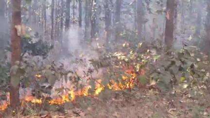 গড়বেতা ১: দাউ দাউ করে জলছে আগুন কয়েক লক্ষ প্রাণ পুড়ে ছারখার গরবেতা জঙ্গলে আগুন লাগার ঘটনায়