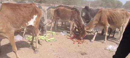 गौ माता को खिलाने से तैंतीस कोटि देवताओं के लगता है भोग राष्ट्रीय बजरंग दल के बजरंगियों ने गो सेवार्थ खिलाई सात क्विंटल