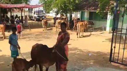 ஆலங்குடி: திருக்கட்டளையில் கால்நடை பராமரிப்புத்துறை சார்பாக கால்நடைகளுக்கான மருத்துவ முகாம் நடைபெற்றது