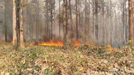 খড়িবাড়ি: পানিটাংকি এলাকার টুকুরিয়া ঝাড় জঙ্গলে আগুন, ঘটনাস্থানে বনকর্মীরা